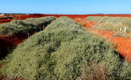 Revegetation underway at a red mud site near Gladstone Revegetation underway at a red mud site near Gladstone